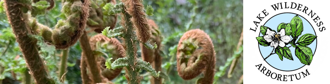 Lake Wilderness Arboretum