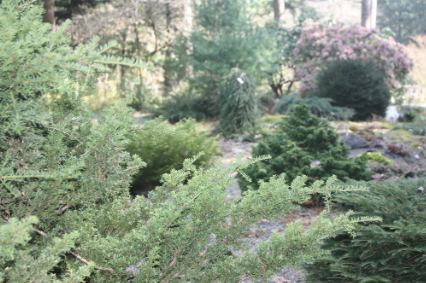 The Rock Garden at the Lake Wilderness Arboretum