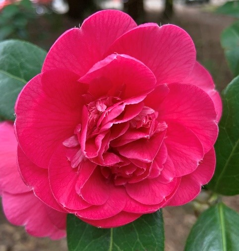 Camellias_1