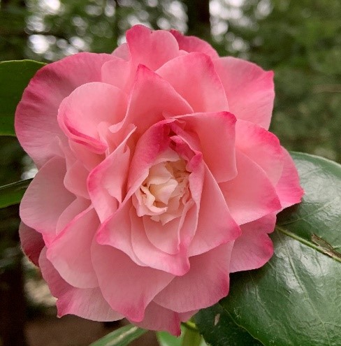 Camellias_2