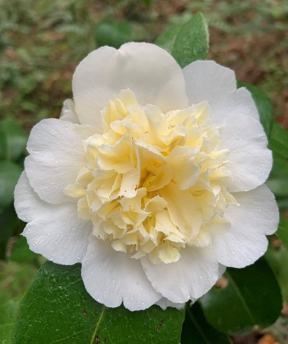 Camellias_3