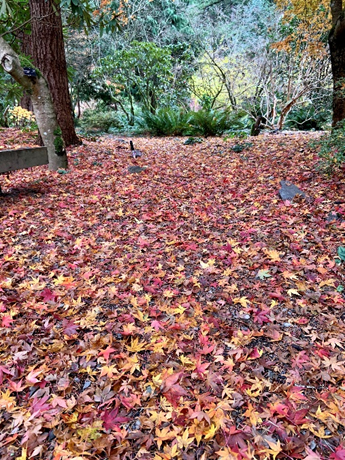 Forest_Floor_To_Canopy_1