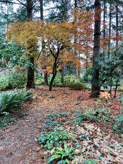 Forest_Floor_To_Canopy_3