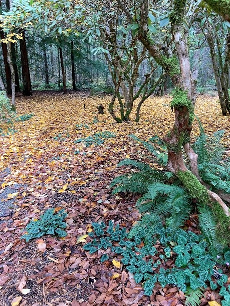 Forest_Floor_To_Canopy_4