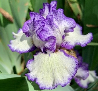 Irises_10