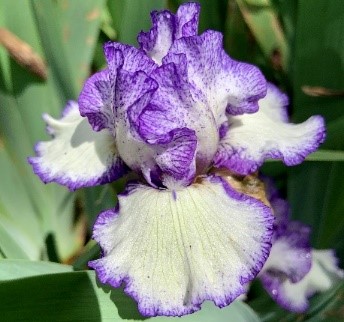 Irises_10