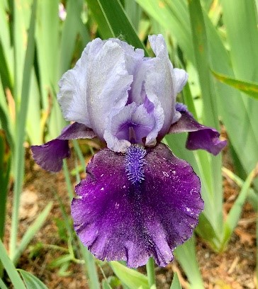 Irises_11