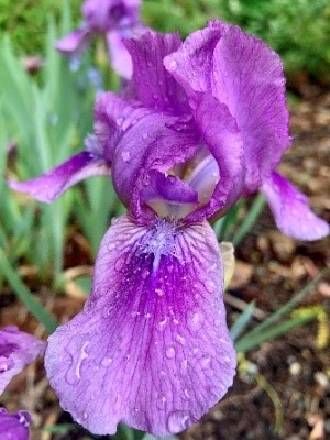 Irises_3