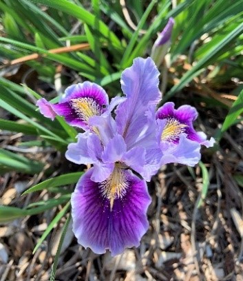 Irises_4