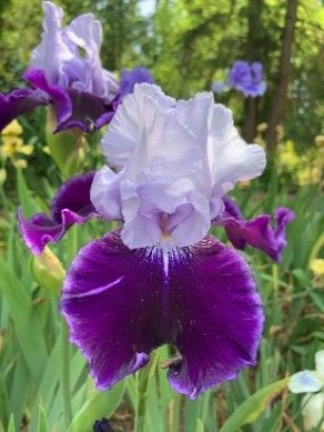 Irises_6