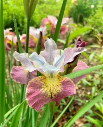 Irises_8