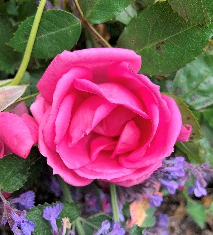 Old_Garden_Roses_1