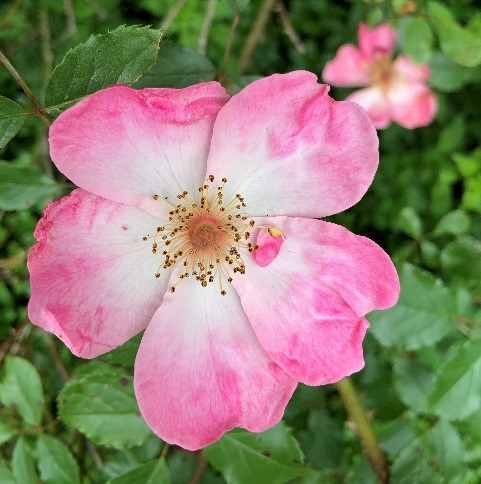 Old_Garden_Roses_2
