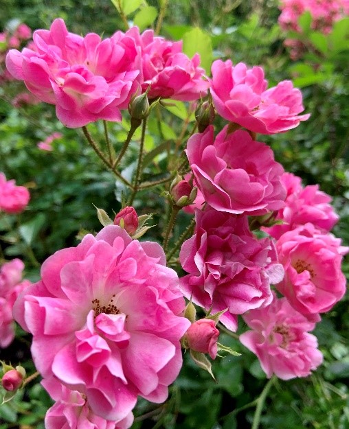 Old_Garden_Roses_5