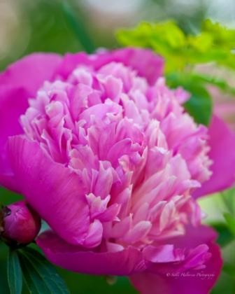 Peonies_3