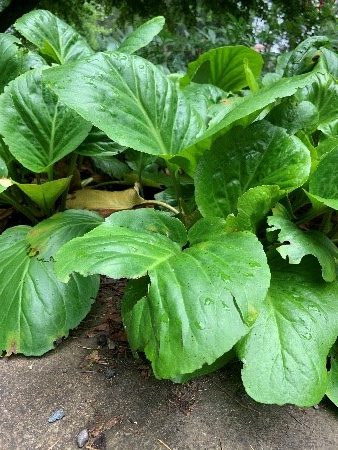 Perennial_Bergenia-Evergreen_Perennial