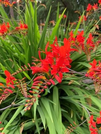 Perennial_Crocosmia-Corm_type_bulb_Perennial