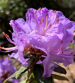 Rhododendrons - Lake Wilderness Arboretum